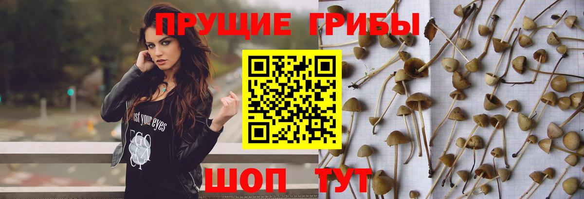 Псилоцибиновые грибы мицелий Хасавюрт